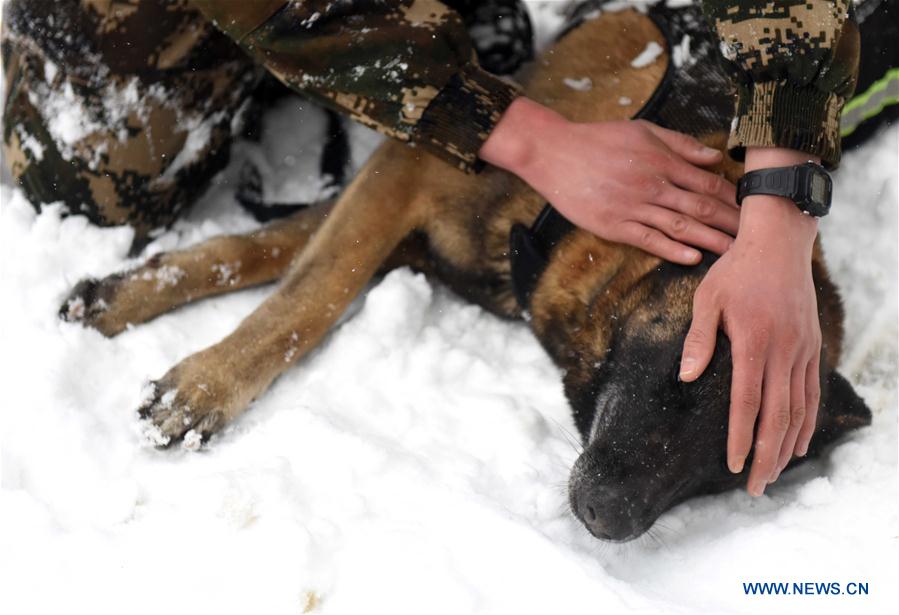 #CHINA-HEFEI-POLICE DOG (CN)