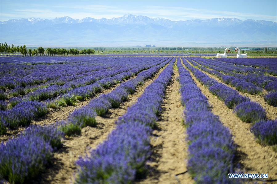 CHINA-XINJIANG-LAVENDER-HARVEST (CN)