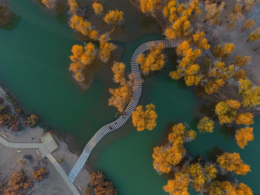 CHINA-INNER MONGOLIA-POPULUS EUPHRATICA-SCENERY (CN)