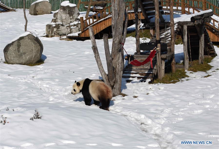 CHINA-HEILONGJIANG-GIANT PANDAS (CN)
