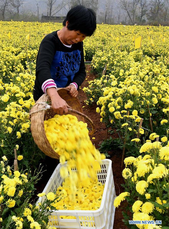 CHINA-HENAN-CHRYSANTHEMUM INDUSTRY (CN)
