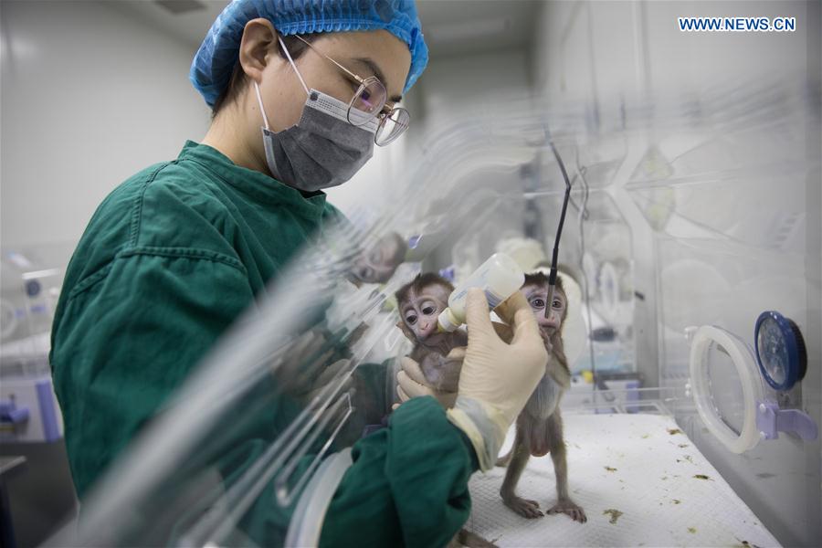 CHINA-SHANGHAI-GENE-EDITED MONKEYS (CN)