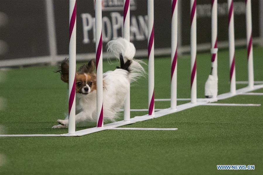 U.S.-NEW YORK-DOG-AGILITY COMPETITION