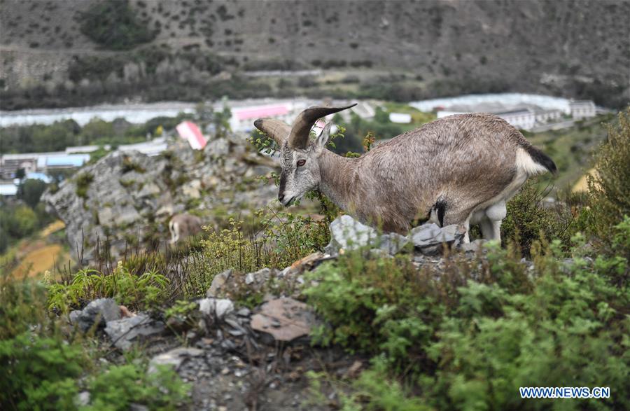 CHINA-TIBET-BLUE SHEEP (CN)