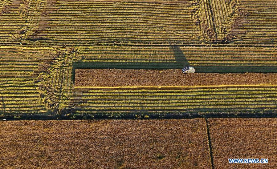 CHINA-HEBEI-HARVEST-AERIAL VIEW(CN)