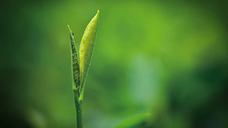 這片樹葉，改變了世界！