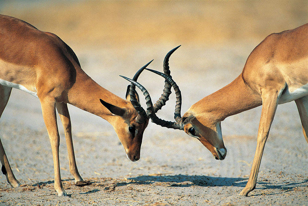 方正集團三高管接受調查 方正、政泉纏斗始末