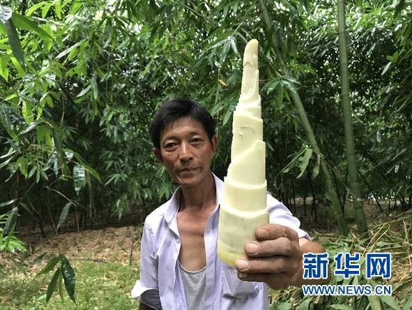 涪陵榨菜+三峽筍 農(nóng)村經(jīng)濟帶動當(dāng)?shù)剞r(nóng)戶走出致富路