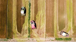 夏糧，穩(wěn)！