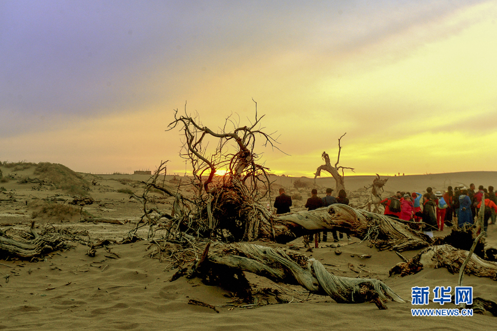 千年胡楊，不朽傳奇