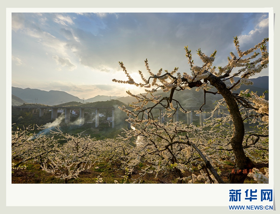 李花白，彩霞紅，春意濃