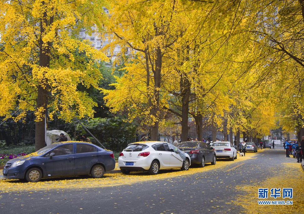 冬日暖陽，成都的銀杏已滿地