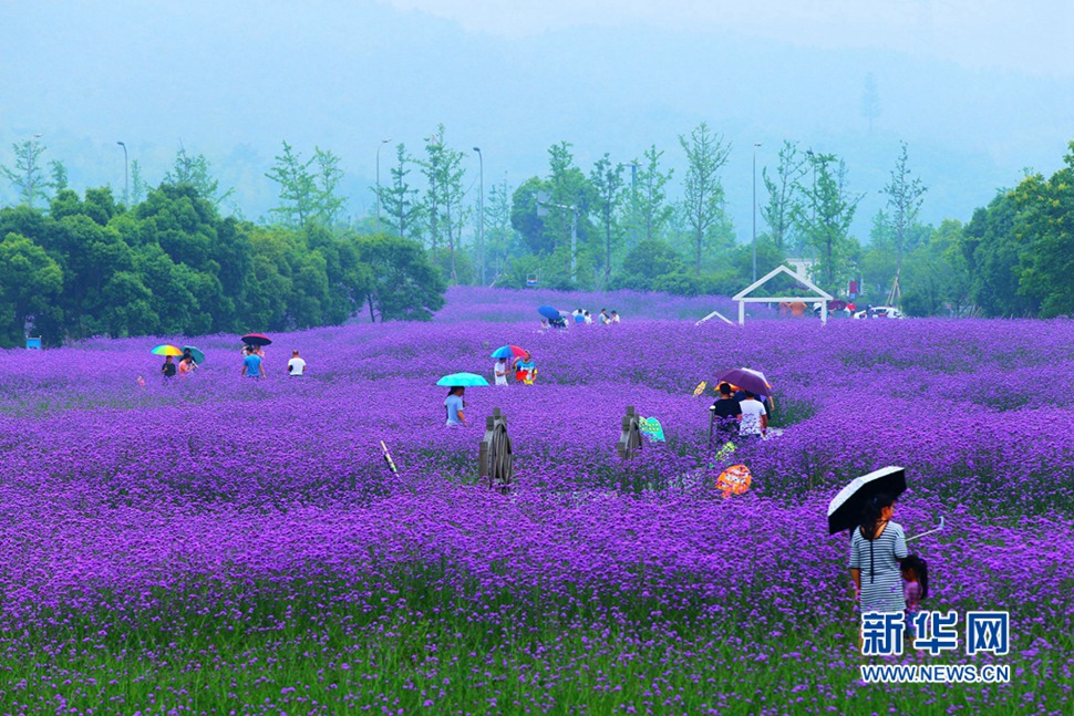 雨中游蓀湖花海，美翻了！