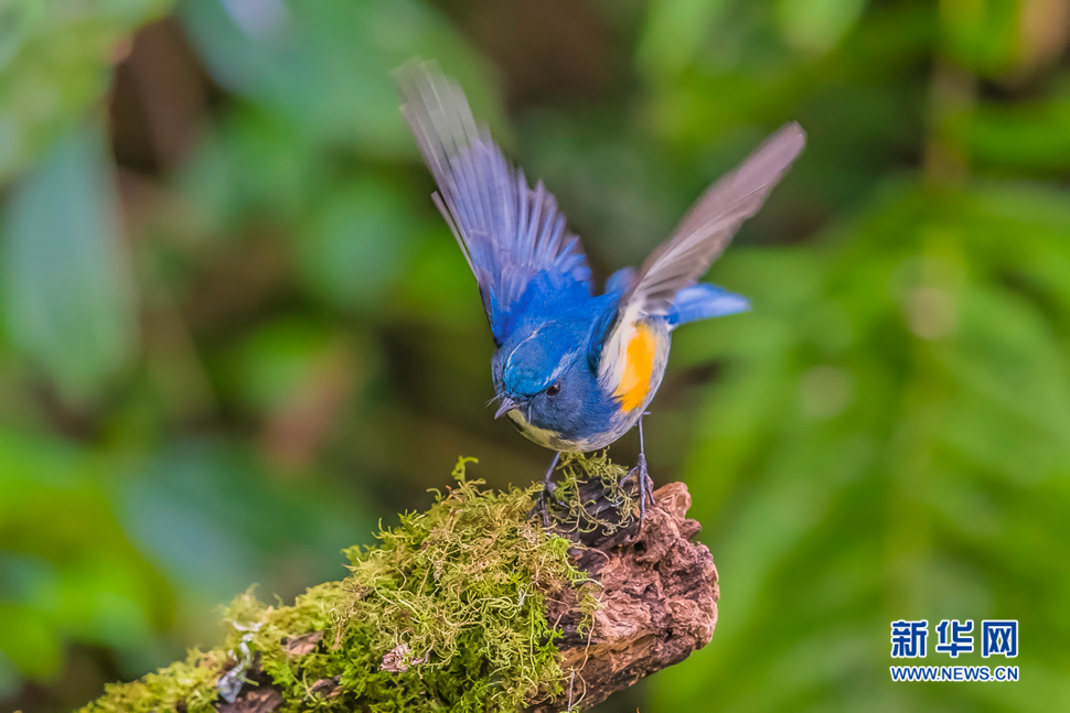 《藍(lán)眉林鴝》