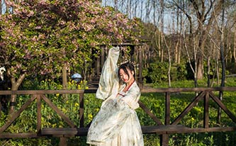 徜徉櫻花花海，來場動漫之旅