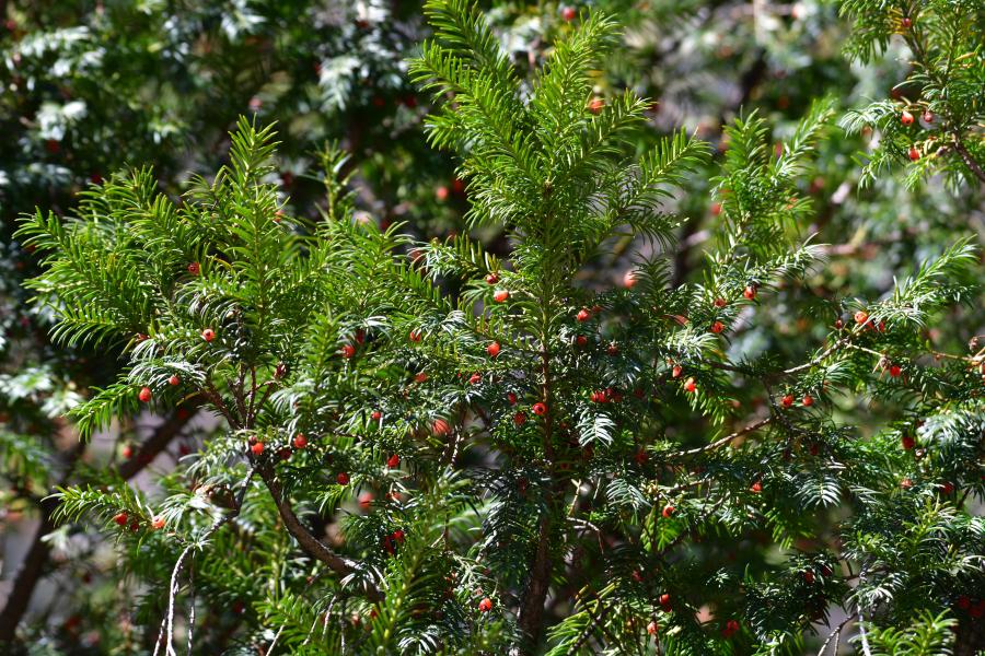 時(shí)隔40多年，我國再度發(fā)現(xiàn)珍稀瀕危植物密葉紅豆杉種群