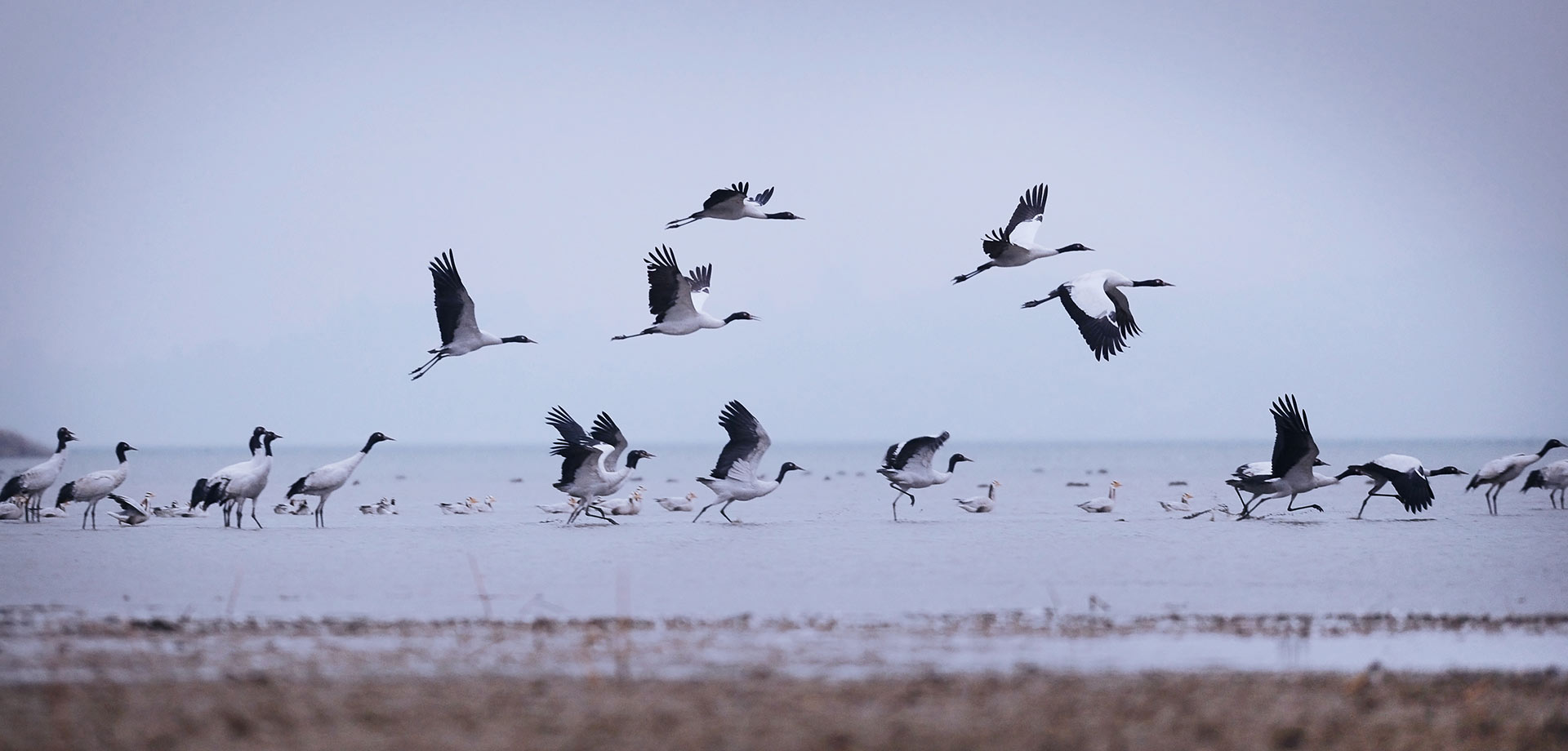 【顯影中國(guó)】守鶴