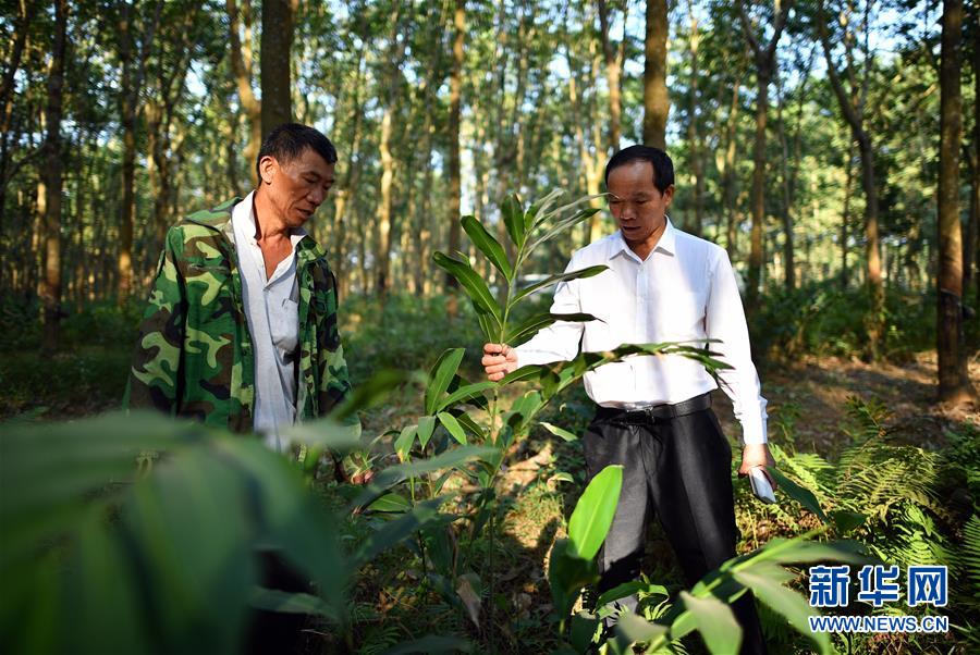 (十九大代表在基層·圖文互動(dòng))(3)羊風(fēng)極:帶領(lǐng)黎族群眾拓寬綠色小康路