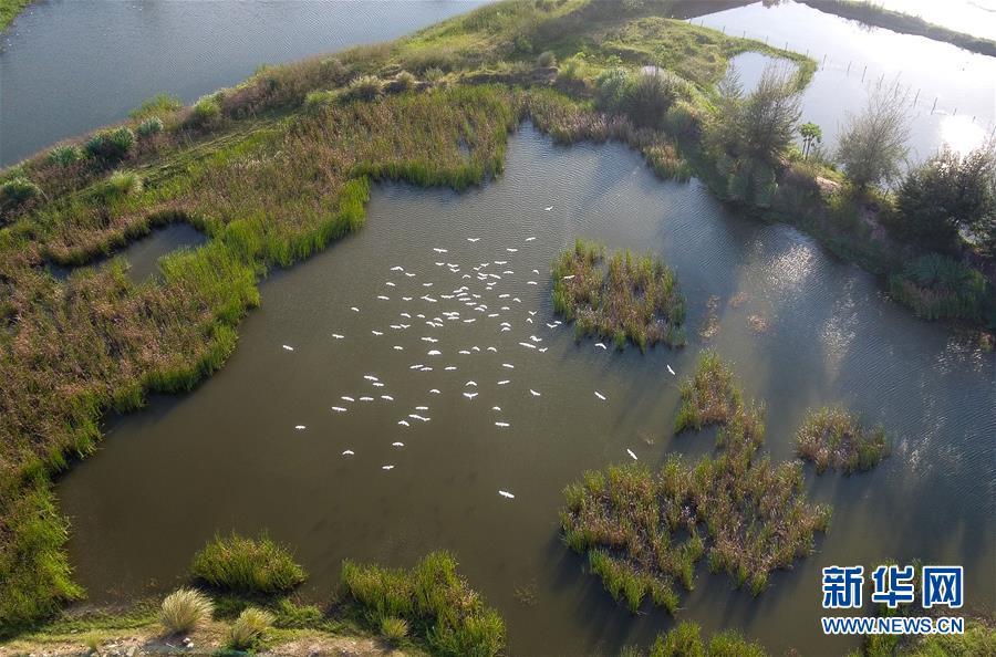 （圖文互動·百城百縣百企調(diào)研行）（5）“濕地?？?rdquo;的生態(tài)文明建設(shè)實踐