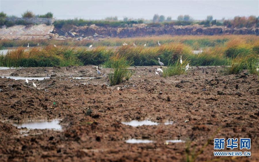 (新華視點(diǎn)·圖文互動(dòng))(3)福建10名黨員干部被問責(zé)的背后:7部門十余次執(zhí)法未能有效制止泉州灣濕地圍墾行為