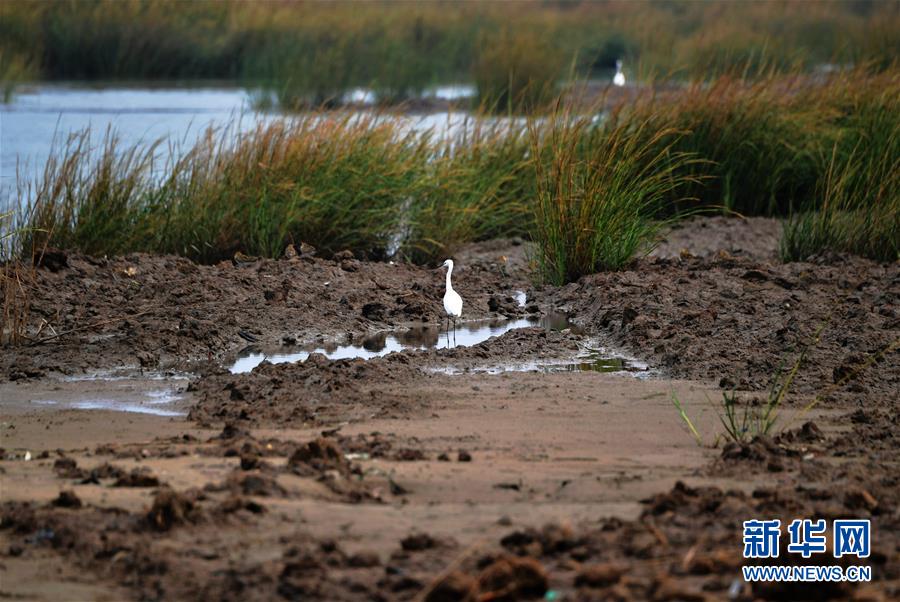 (新華視點(diǎn)·圖文互動(dòng))(4)福建10名黨員干部被問責(zé)的背后:7部門十余次執(zhí)法未能有效制止泉州灣濕地圍墾行為