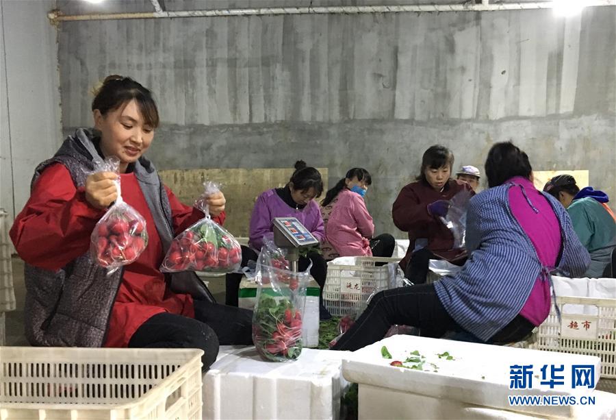 (在習(xí)近平新時(shí)代中國(guó)特色社會(huì)主義思想指引下——新時(shí)代新作為新篇章·圖文互動(dòng))(2)牡丹江:小果蔬透著三種“范兒”