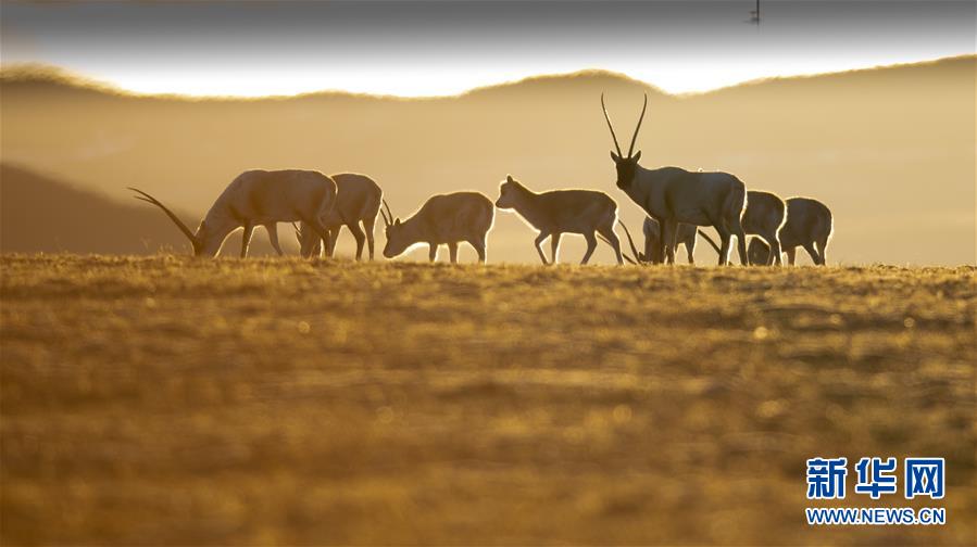 （壯麗70年&middot;奮斗新時代&mdash;&mdash;共和國發(fā)展成就巡禮&middot;圖文互動）（7）人間奇跡在高原&mdash;&mdash;新中國成立70年西藏發(fā)展成就紀(jì)實(shí)