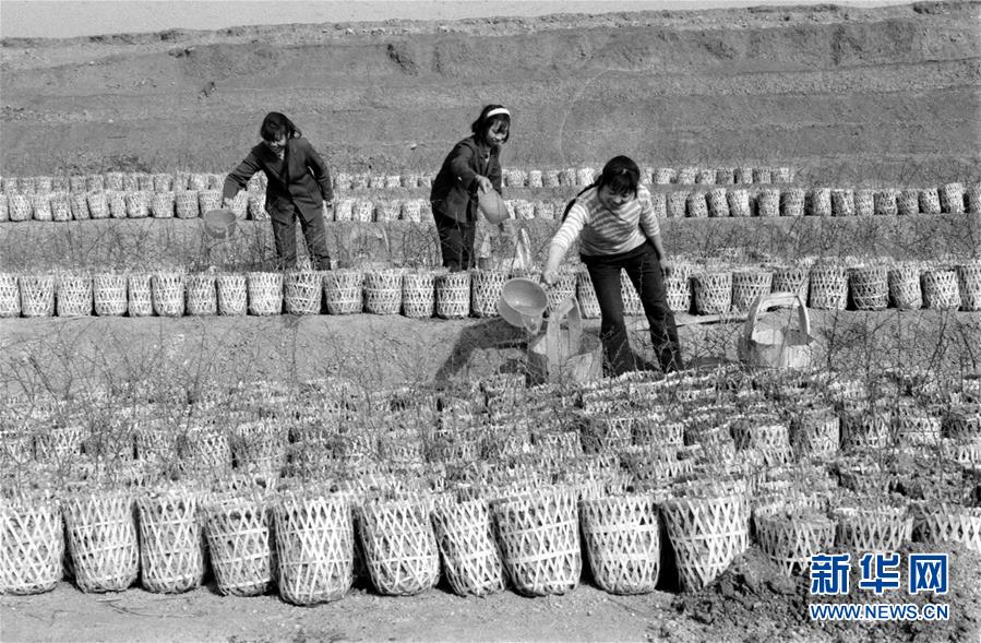 (紅土地“往事新說”·圖文互動(dòng))(2)昔日房前“一棵苗” 今朝引來橙滿枝