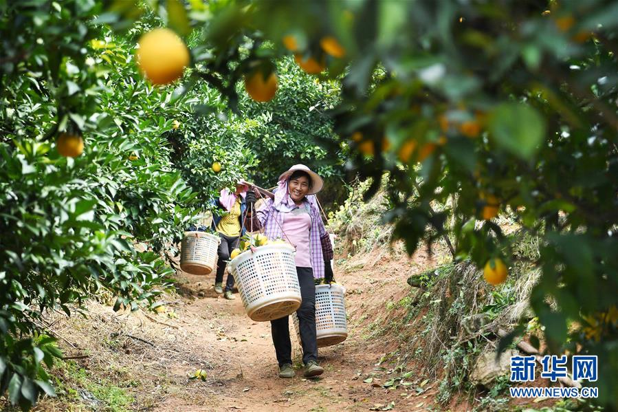 (紅土地“往事新說”·圖文互動(dòng))(5)昔日房前“一棵苗” 今朝引來橙滿枝