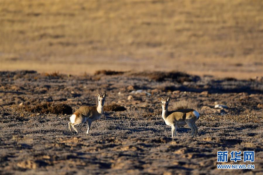 (行走中國·圖文互動)(9)青海三江源:在“神山圣湖”間尋覓“高原精靈”