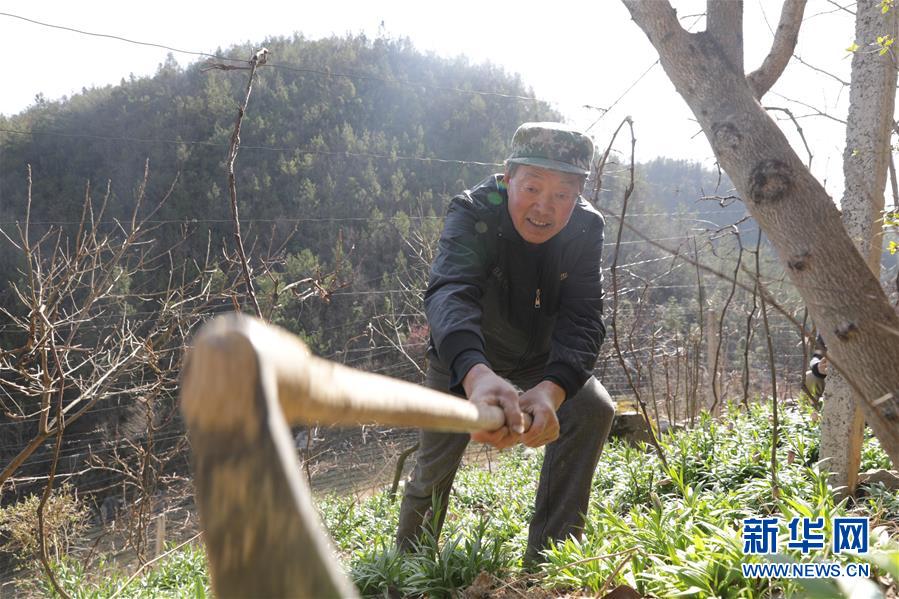 (圖文互動(dòng))(2)湖北巴東迎春農(nóng)場春管忙
