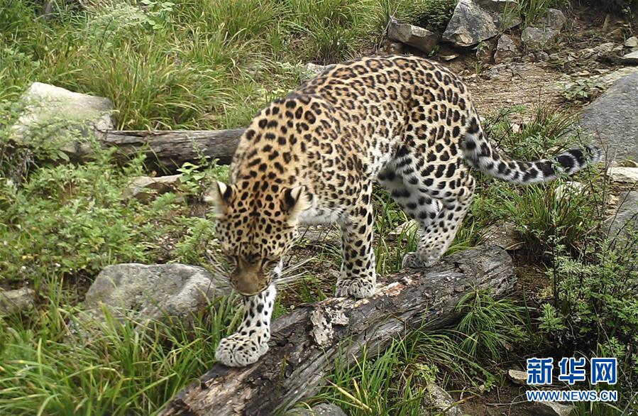 (圖文互動)(1)秦嶺再次拍攝到野生金錢豹