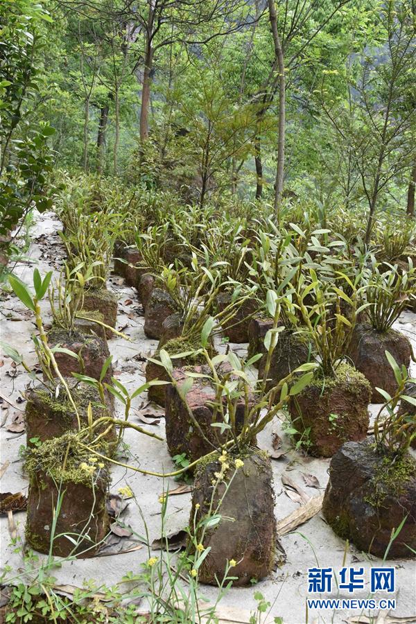 （決戰(zhàn)決勝脫貧攻堅·圖文互動）（3）這個脫貧縣的石頭為何比土金貴？