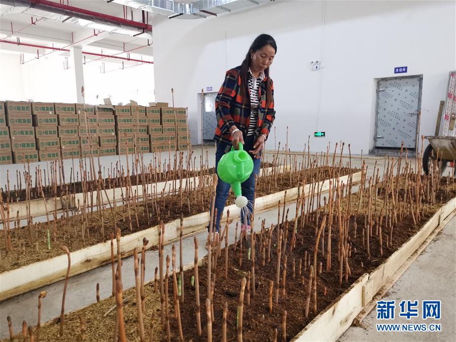 (決戰(zhàn)決勝脫貧攻堅·圖文互動)(1)喚醒“沉睡的大山”——“經(jīng)營鄉(xiāng)村”讓烏蒙山極貧鄉(xiāng)變了“模樣”