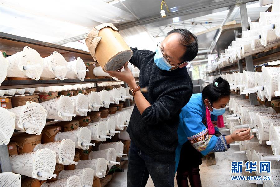 (決戰(zhàn)決勝脫貧攻堅(jiān)·圖文互動(dòng))(2)“小蜂王”的大夢(mèng)想