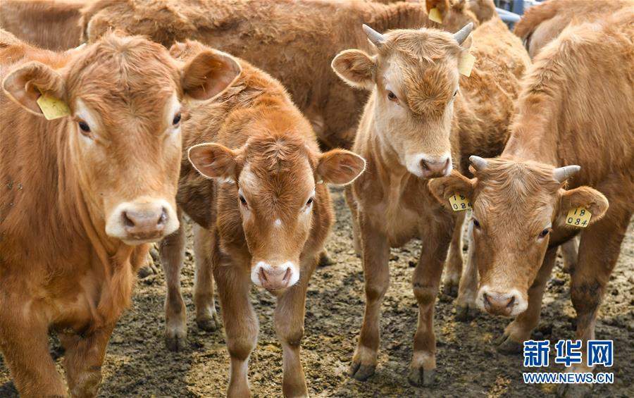 (決戰(zhàn)決勝脫貧攻堅(jiān)·圖文互動(dòng))(6)長(zhǎng)白山下唱新篇——吉林延邊州脫貧攻堅(jiān)觀(guān)察