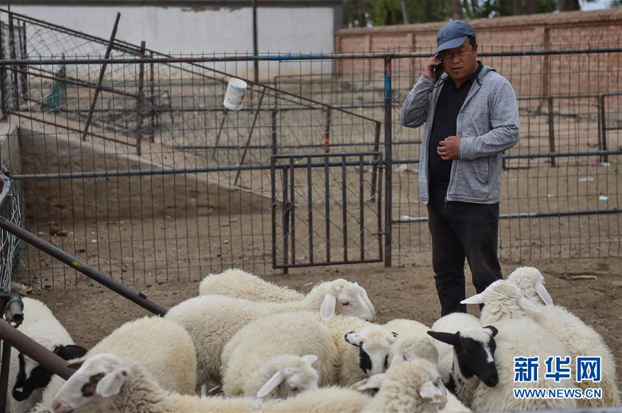 (決戰(zhàn)決勝脫貧攻堅·圖文互動)(1)“活羊經(jīng)紀人”老白