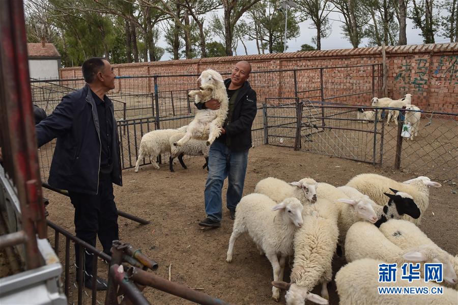 (決戰(zhàn)決勝脫貧攻堅·圖文互動)(2)“活羊經(jīng)紀人”老白