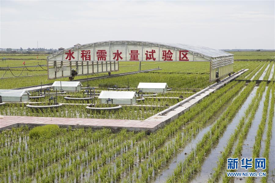 (走向我們的小康生活·圖文互動(dòng))(6)端牢“中國(guó)飯碗” 播種綠色小康