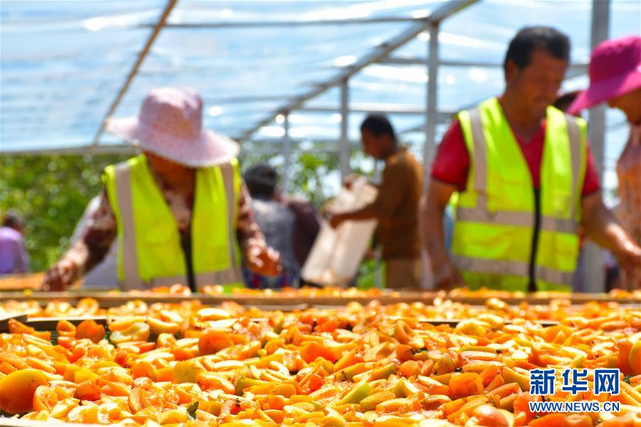 (決戰(zhàn)決勝脫貧攻堅(jiān)·圖文互動(dòng))(5)新疆“杏鄉(xiāng)”:杏果飄香 走出深閨助脫貧