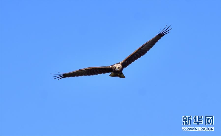 （新華網(wǎng)&middot;圖文互動）（2）云南保山首次記錄到國家重點保護(hù)野生動物白頭鷂