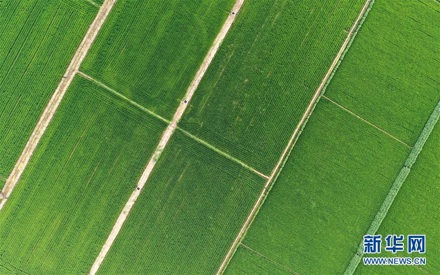 (新華全媒頭條·走向我們的小康生活·圖文互動)(15)“南大荒”變“稻蟹鄉(xiāng)”——資源枯竭型城市盤錦的鄉(xiāng)村振興之路