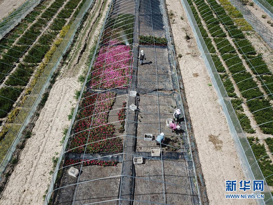 （新華全媒頭條·走向我們的小康生活·圖文互動(dòng)）（1）“苦甲”不再，“甘味”綿長(zhǎng)——脫貧攻堅(jiān)的甘肅味道