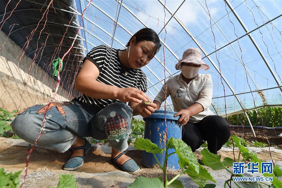 （新華全媒頭條·走向我們的小康生活·圖文互動(dòng)）（5）“苦甲”不再，“甘味”綿長(zhǎng)——脫貧攻堅(jiān)的甘肅味道