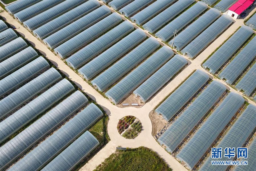 （新華全媒頭條·走向我們的小康生活·圖文互動(dòng)）（11）“苦甲”不再，“甘味”綿長(zhǎng)——脫貧攻堅(jiān)的甘肅味道