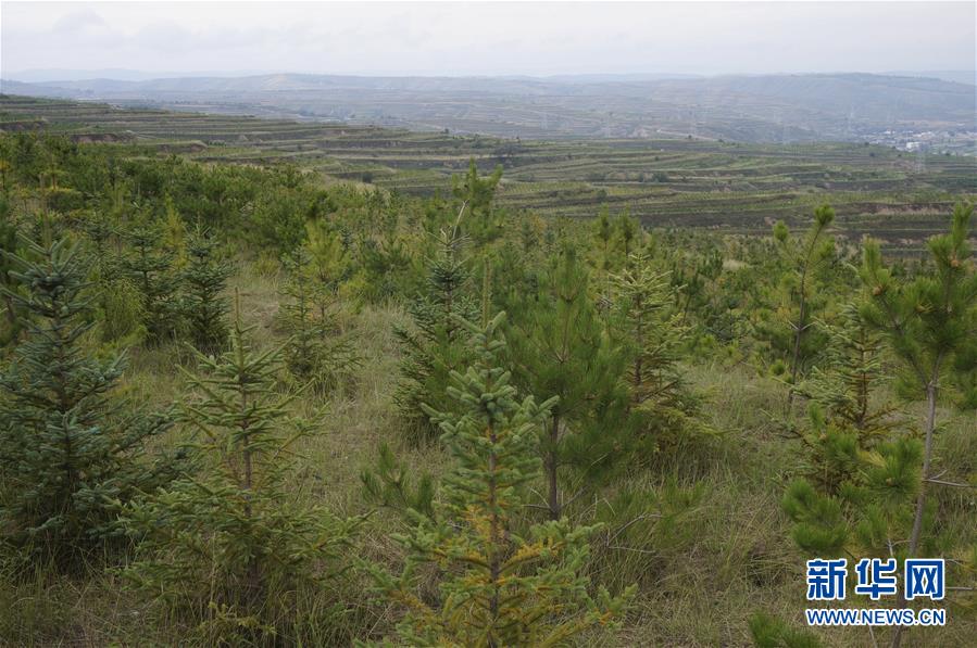 （決戰(zhàn)決勝脫貧攻堅(jiān)·圖文互動(dòng)）（1）甘肅定西黃土高坡上，有片“福州林”