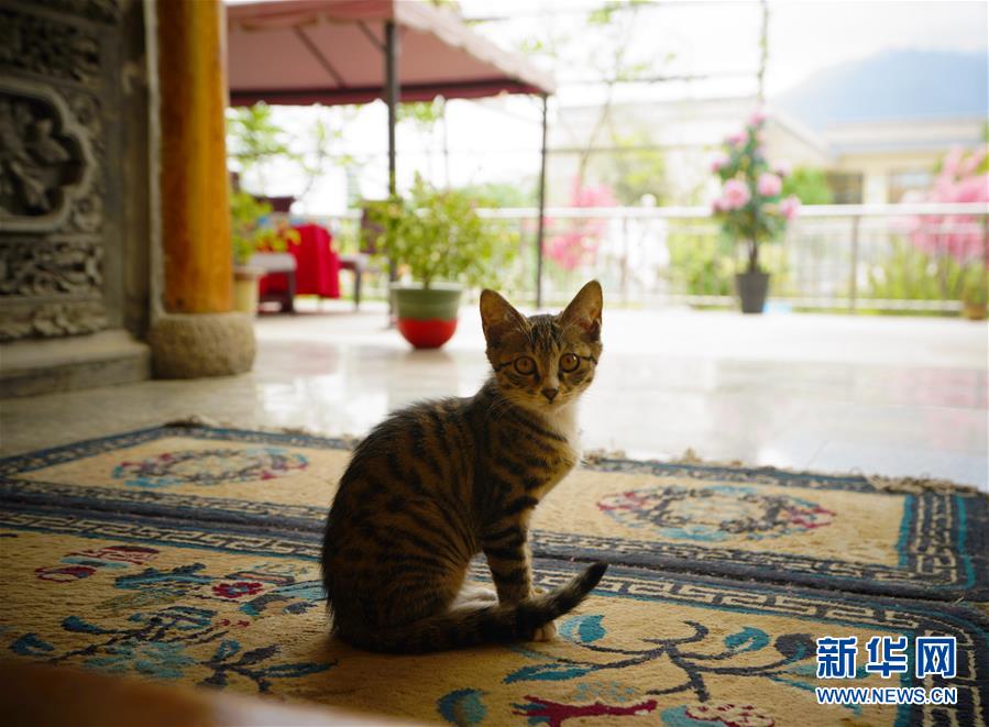 （走向我們的小康生活·決戰(zhàn)決勝脫貧攻堅(jiān)·圖文互動(dòng)）（3）甘青交界處的跨越——保安族、撒拉族的脫貧故事