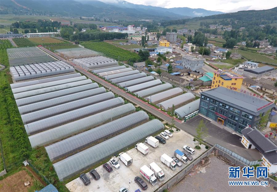 (走向我們的小康生活·決戰(zhàn)決勝脫貧攻堅(jiān)·圖文互動)(1)把產(chǎn)業(yè)興盛之“根”扎進(jìn)大涼山