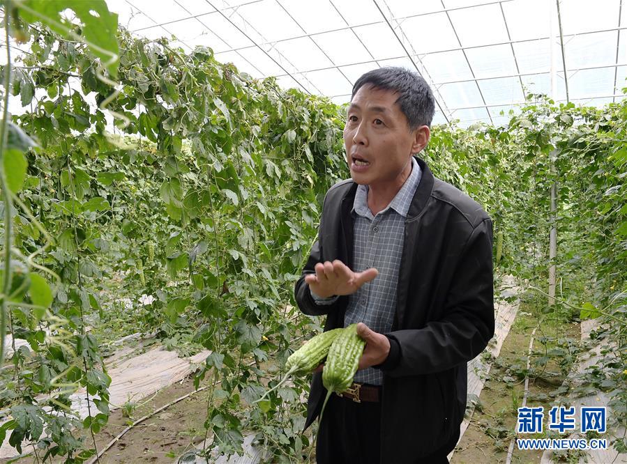 (走向我們的小康生活·決戰(zhàn)決勝脫貧攻堅(jiān)·圖文互動(dòng))(4)高原喜見“壽光綠”——“世界屋脊”上的蔬菜發(fā)展奇跡