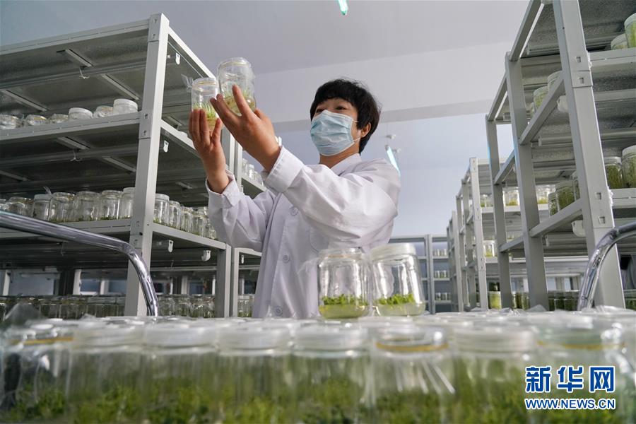 （集中連片特困地區(qū)貧困村調(diào)研行&middot;圖文互動）（2）壩上小村莊　闊步奔小康&mdash;&mdash;河北張北縣德勝村脫貧調(diào)查